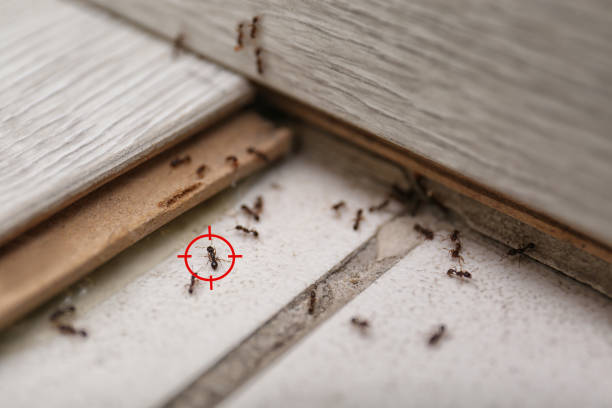Best Pest Control Near Me  in Mantachie, MS